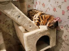 -猫小院猫主题餐厅(三里屯店)