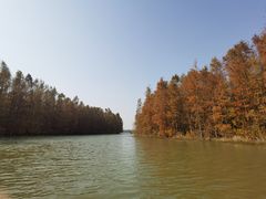 -上海海湾国家森林公园