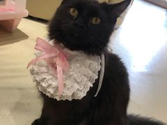 -藏猫猫咖啡主题馆(中央大道店)