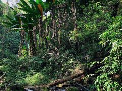 -西双版纳基诺山寨