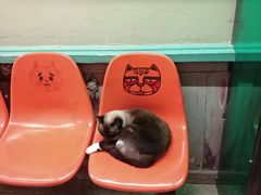 -猫咪博物馆(顶澳仔猫街店)