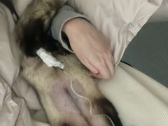 -爱侣宠医·鹦鹉专科·小型哺乳类·异宠专科(灵石路店)