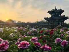 -曹州牡丹园