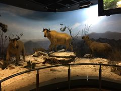 -陕西自然博物馆