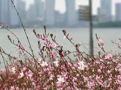 -金鸡湖景区