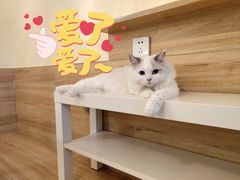 -滚猫咖啡·猫咖·猫友好撸猫(未来城店)