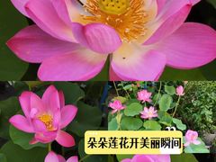 -哈尔滨道外花鸟鱼市场