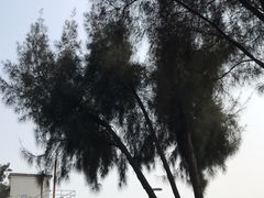 -宝安西湾红树林湿地公园