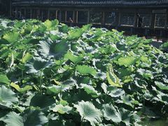 -龙头寺公园