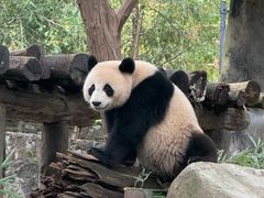 -都江堰中华大熊猫苑