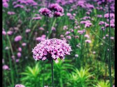 -杭州城北体育公园