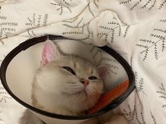 -艾贝尔宠物医院·24H转诊中心·肿瘤猫专科(江宁双龙店)