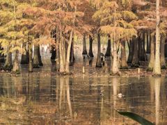 -白鹭湾湿地公园