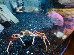 -迪拜水族馆及水下动物园