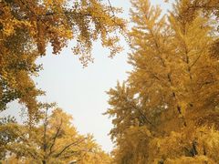 -三里屯东五街银杏大道