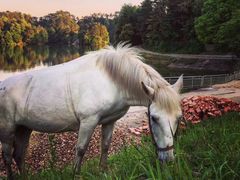 -大京袁记烤全羊农家(大京水库店)