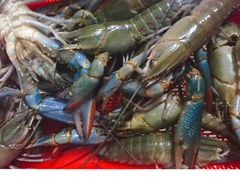 -美人鱼帆船海鲜餐厅(七星湾游艇会店)