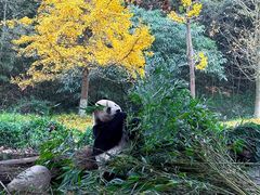-都江堰中华大熊猫苑