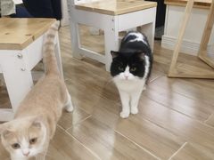 -李小姐の猫咖啡馆(五角场店)