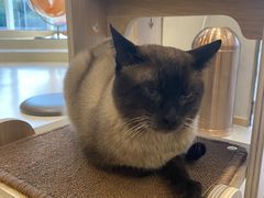 -飞行喵MR PILOT|猫舍·猫咖(静安大融城店)