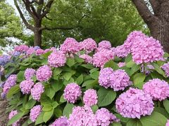 -上海滨江森林公园