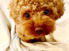 -米苏动物医院·犬猫专科·骨科外科内窥镜