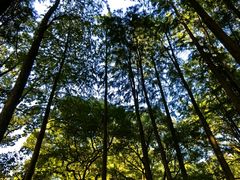 -上海共青森林公园