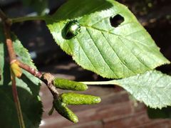 -莫尔道嘎国家森林公园