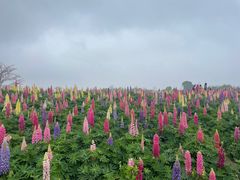 -径山花海