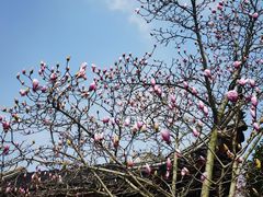 -八大山人梅湖景区