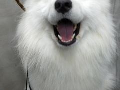 -PETKIT小佩宠物·低压洗护(国顺东路店)