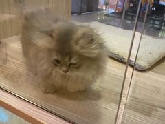 -屋虎猫馆(宝安大仟里店)
