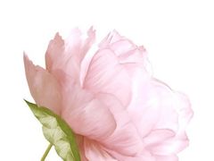 -呀路古热带植物园