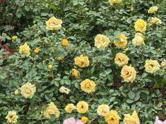 -人民公园(罗湖区)