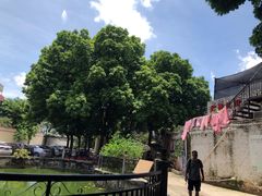 门前的鱼池水很浑浊-龙桥私厨·姜花菊花过桥鱼·顺德菜(容桂店)