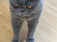 -1013 PET SHOP精品宠物商店(丁香店)