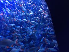 -成都浩海立方海洋公园