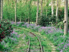 -合肥滨湖国家森林公园