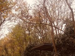 -西湖风景区-江洋畈生态公园