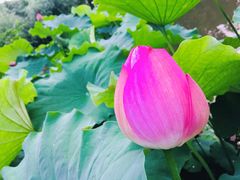 -陈家山荷花公园