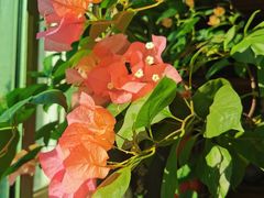 -欢乐牧人蒙古炭烤羊腿(四平路店)