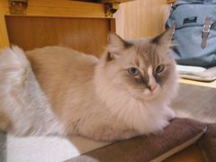 -滚猫咖啡·猫咖·猫友好撸猫(未来城店)