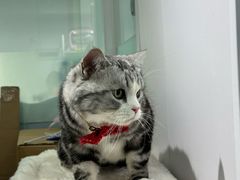 -爱洗澡的猫(望京店)