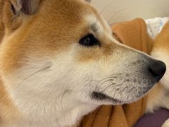 -怪兽屋·羊驼·猫咖·狗咖(俊华广场店)