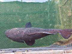 -蓝湾碧波·老字号·疍家非遗海上餐厅