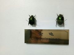 -上海昆虫博物馆