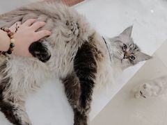 -共舞时光猫咖·狗咖(新街口店)