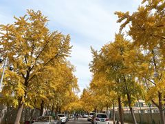 -三里屯东五街银杏大道