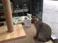 -袖虎宠物(岭南新世界店)