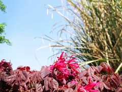 -白鹭湾湿地公园